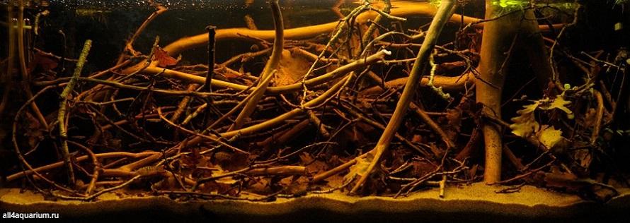 南美水族论坛官方下载安装手机版