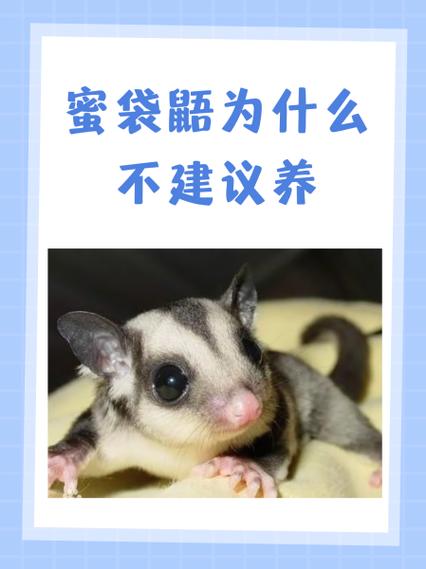 为什么不建议养蜜袋鼯 为什么不建议养蜜袋鼯