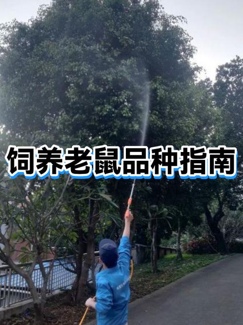 装老鼠最好的方法