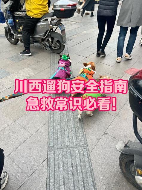遛狗的都是什么人