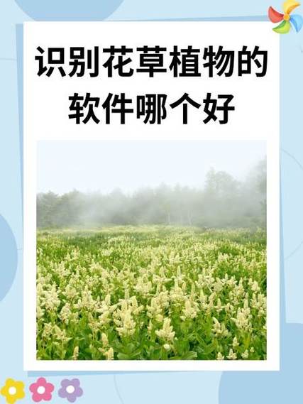 什么软件可以识别植物名称