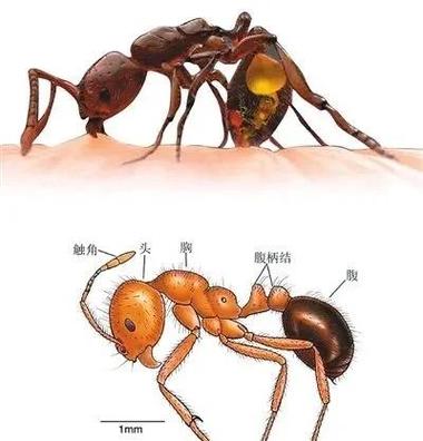 家里出现小黄蚂蚁怎么彻底消灭