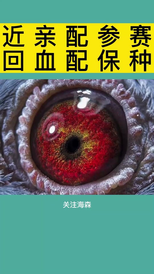 翻翻鸽子配对技巧