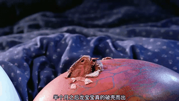 龙蛋孵化条件 龙蛋孵化条件