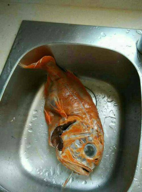 长寿鱼市场价