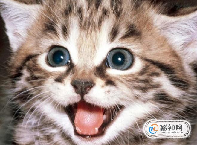 母猫老叫个不停怎么回事