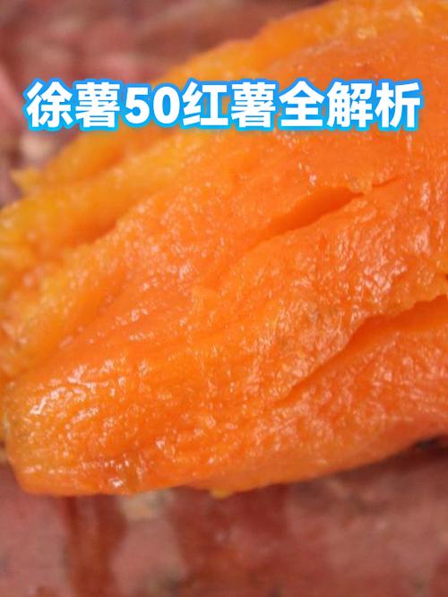 徐薯50红薯优缺点