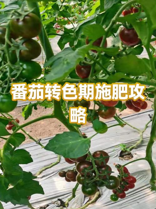 番茄转和豆芽转哪个挣钱