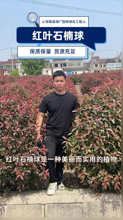 石楠之环太难出了