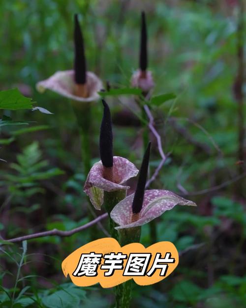四川有种叫天魔芋图片截图3