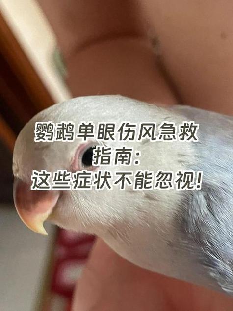 女人捡到鹦鹉的6大征兆