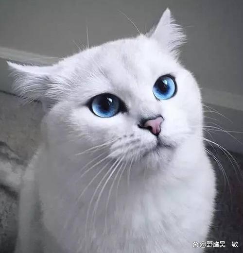 蓝白猫眼睛颜色等级 蓝白猫眼睛颜色等级