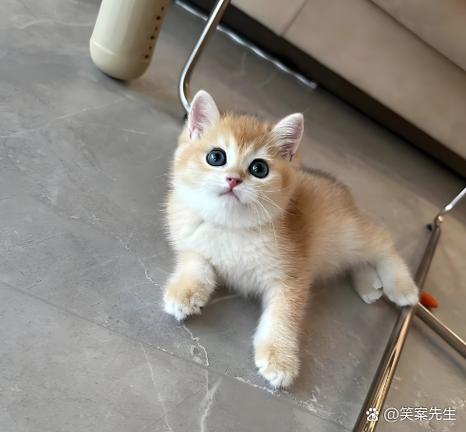 金渐层多大开始认主人