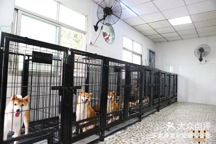 东莞清溪犬舍