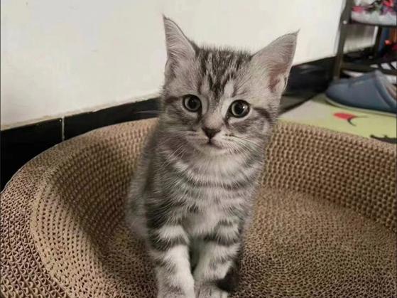 小狸花猫CC