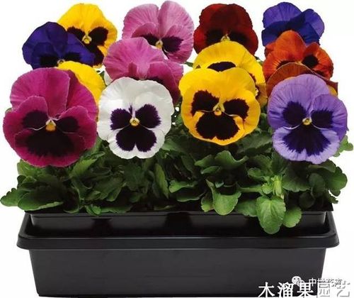 花卉猫花卉交易平截图1