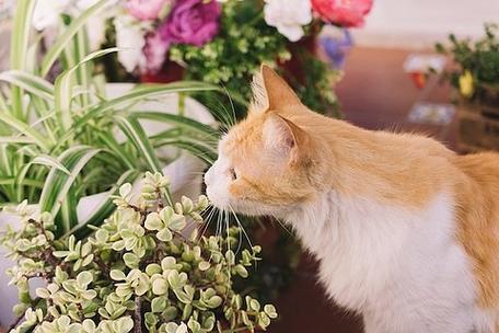 花卉猫花卉交易平截图2