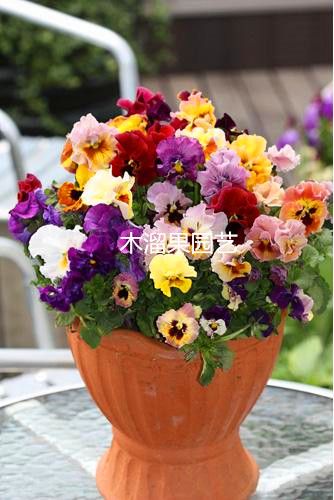 花卉猫花卉交易平截图3