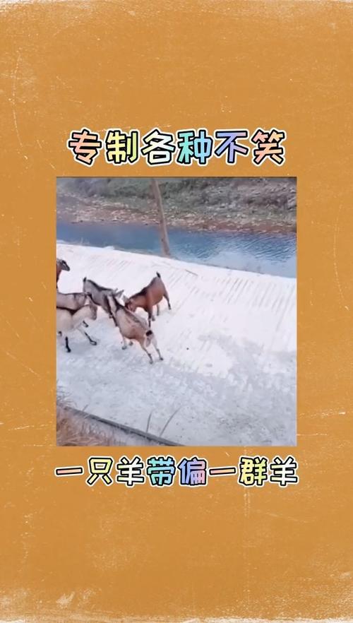 领头羊指的是哪一个人