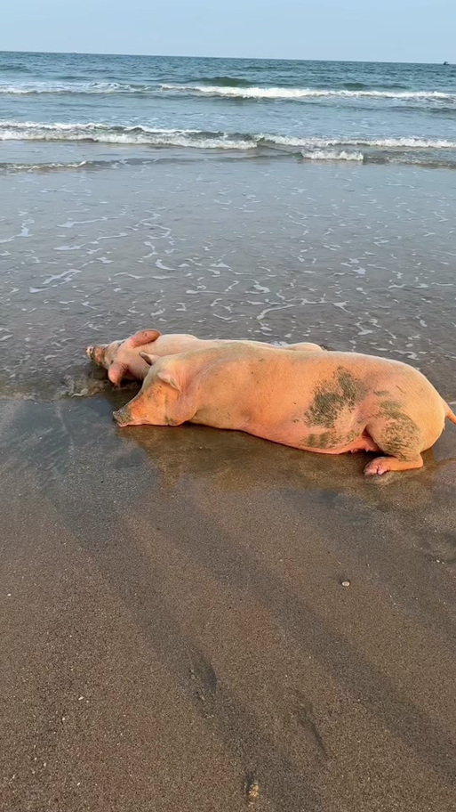 俗称为海猪的是什么