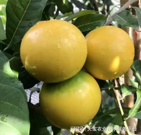 现在种什么水果好吃又赚钱呢