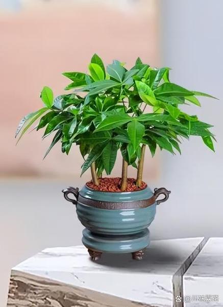 发财树树干发黄干枯