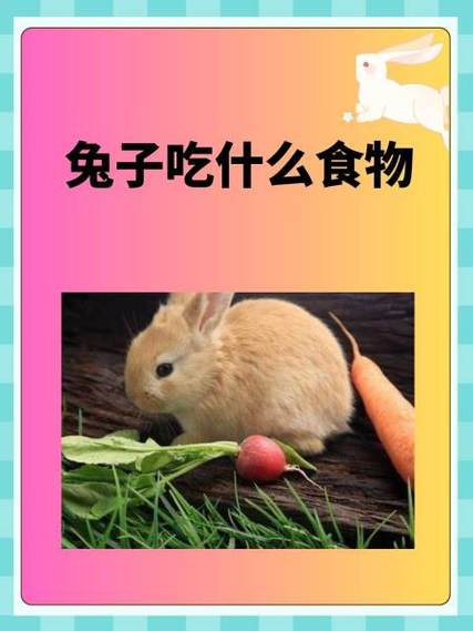 小兔子主食吃什么最好