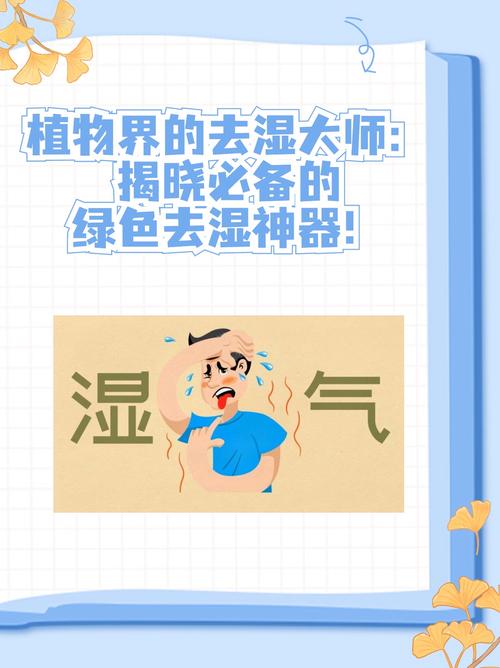 干燥剂哪种除湿效果最好