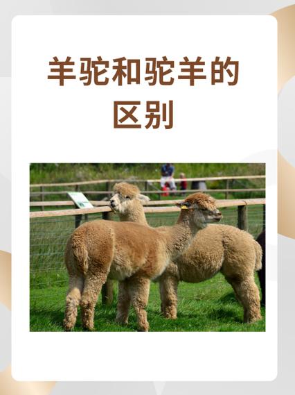 羊驼和骆驼有什么区别