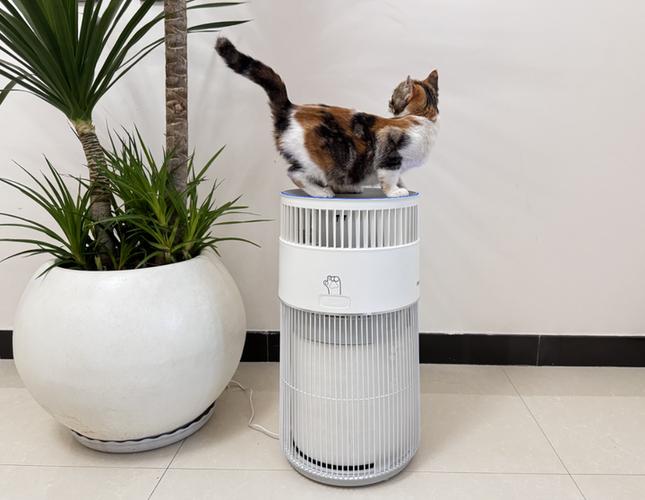 猫毛怎么处理