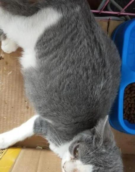 猫传腹的症状和表现 猫传腹的症状和表现
