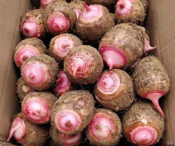 食材_红芋窍门