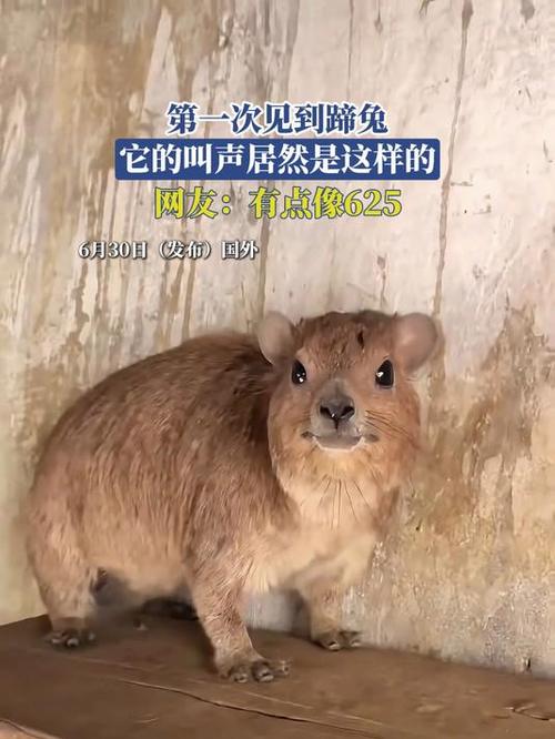 兔子的叫声是什么样的