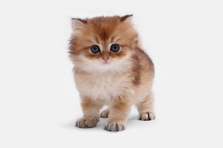 猫咪网页版官方 猫咪网页版官方