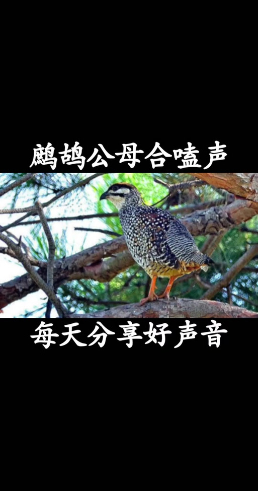 云南鹧鸪公鸟叫最大的声音