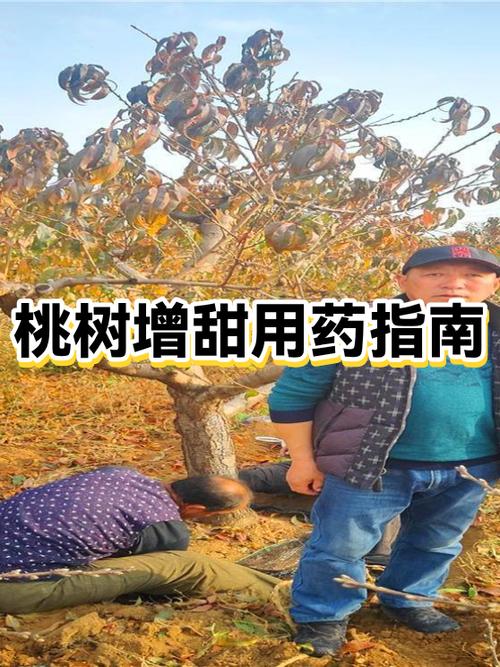 桃树打药一览表