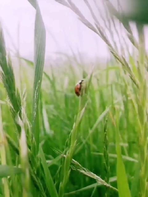 微信群为什么不能禁言