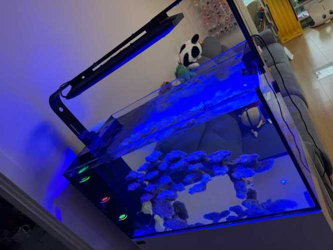 海水鱼移缸