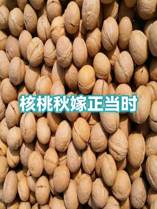 核桃树嫁接水果一览表