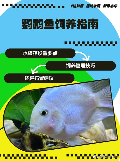鹦鹉鱼缺氧多久会死