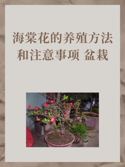 海棠账号购买注意事项