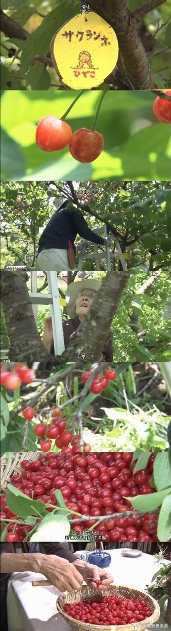 人生果实电影完整版在线观看