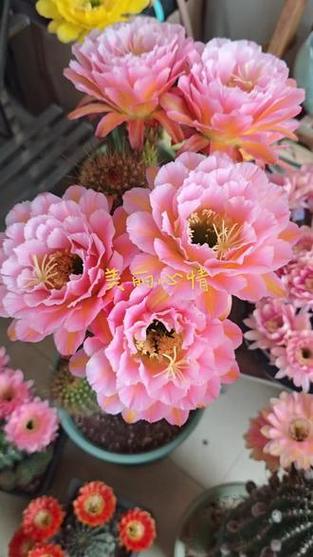 今日花开