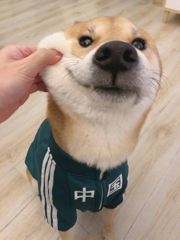 边家啵啵虎