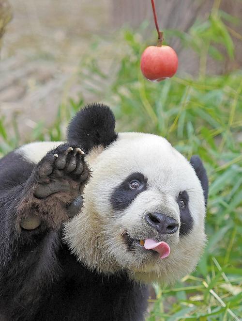 熊猫以前叫什么名字