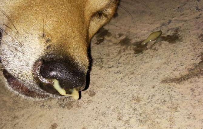 犬瘟初期鼻涕照片