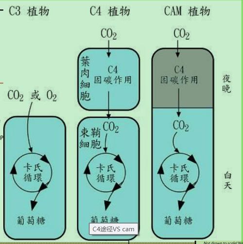光合作用过程碳3碳5
