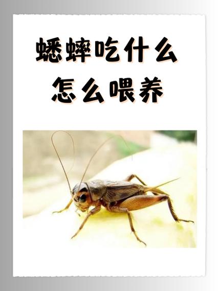 蛐蛐吃什么食物最好