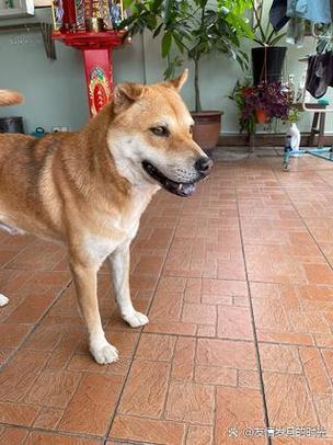 柴犬和土狗串串图片