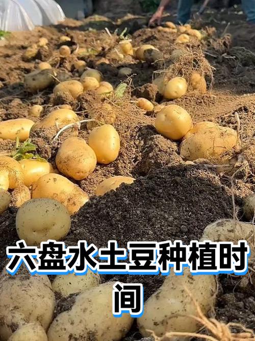种土豆的最佳时间